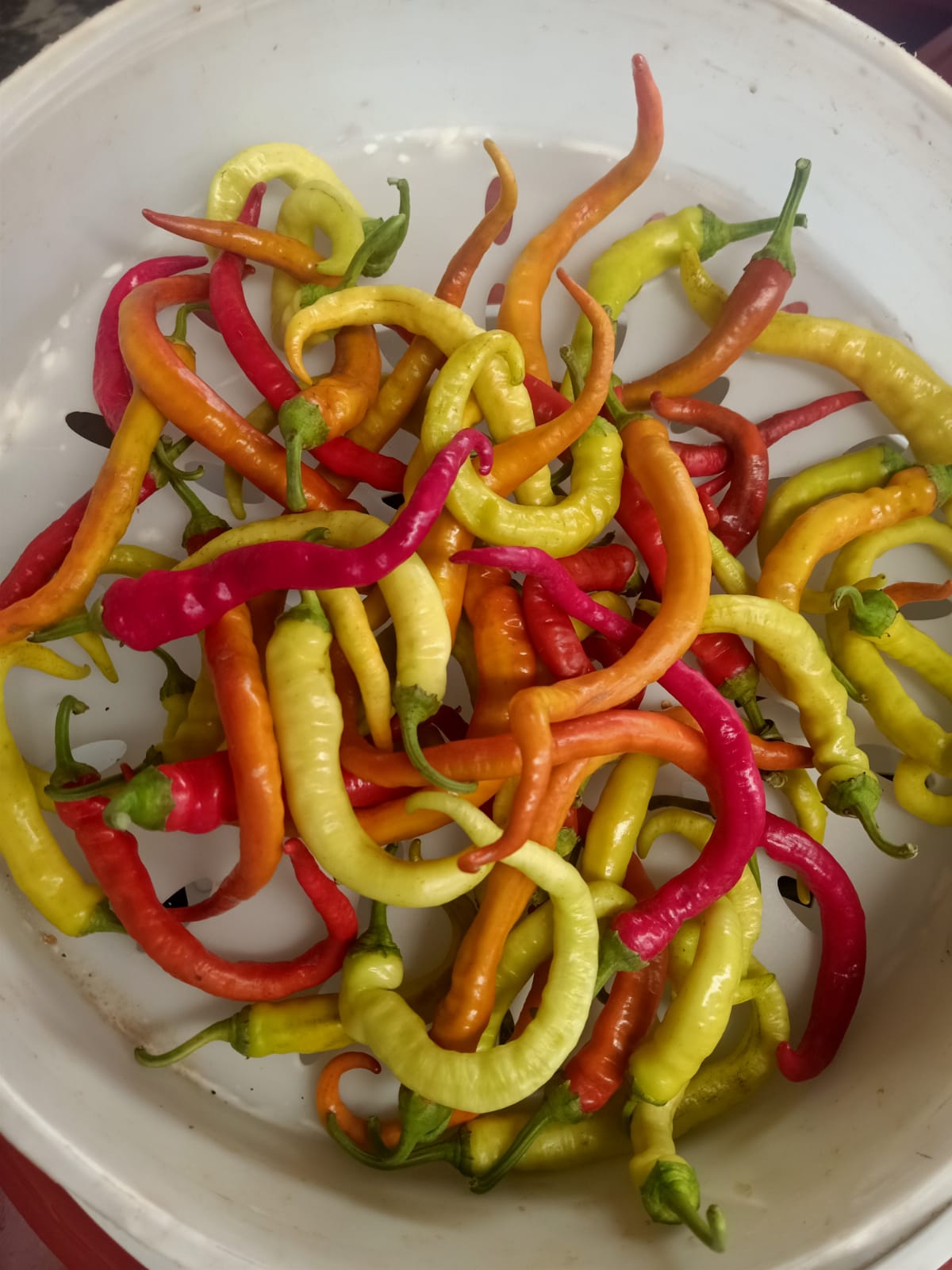 Lombardy pepper