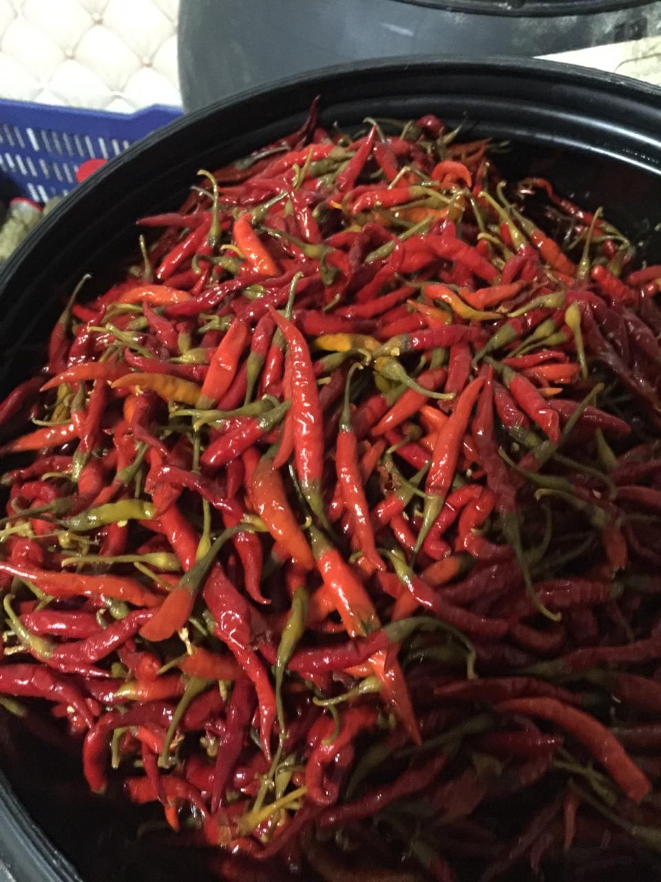PiriPiri Pepper Hot Red