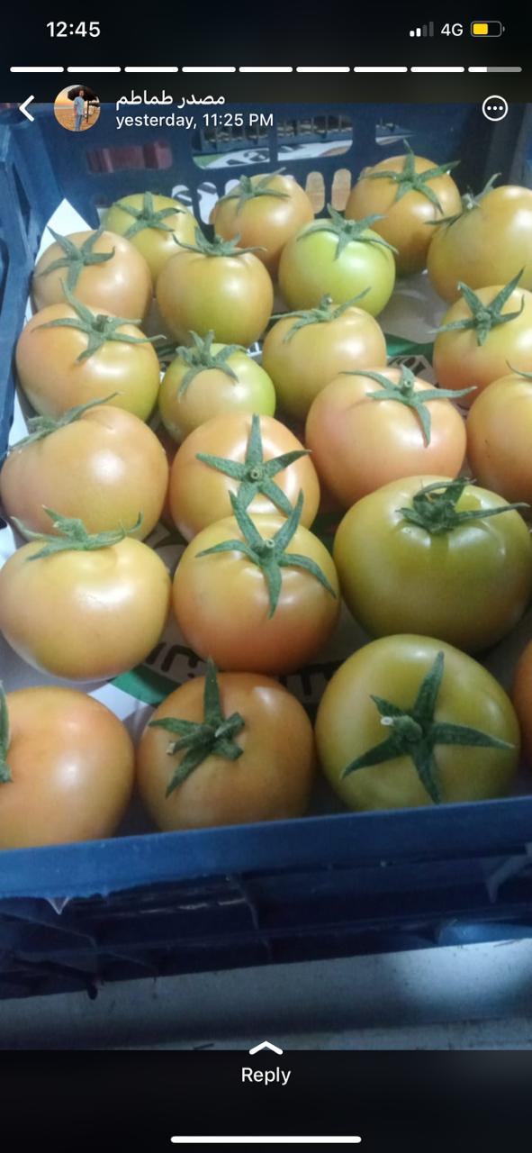 Tomato