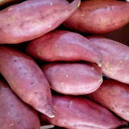 Sweet yam