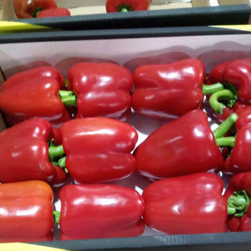 Red pepper
