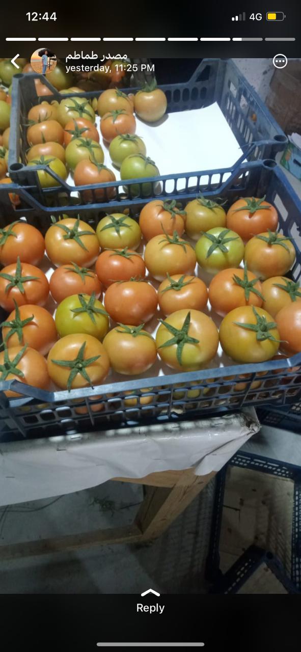 Tomato