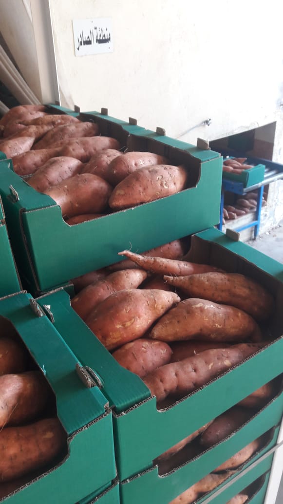 Sweet yam