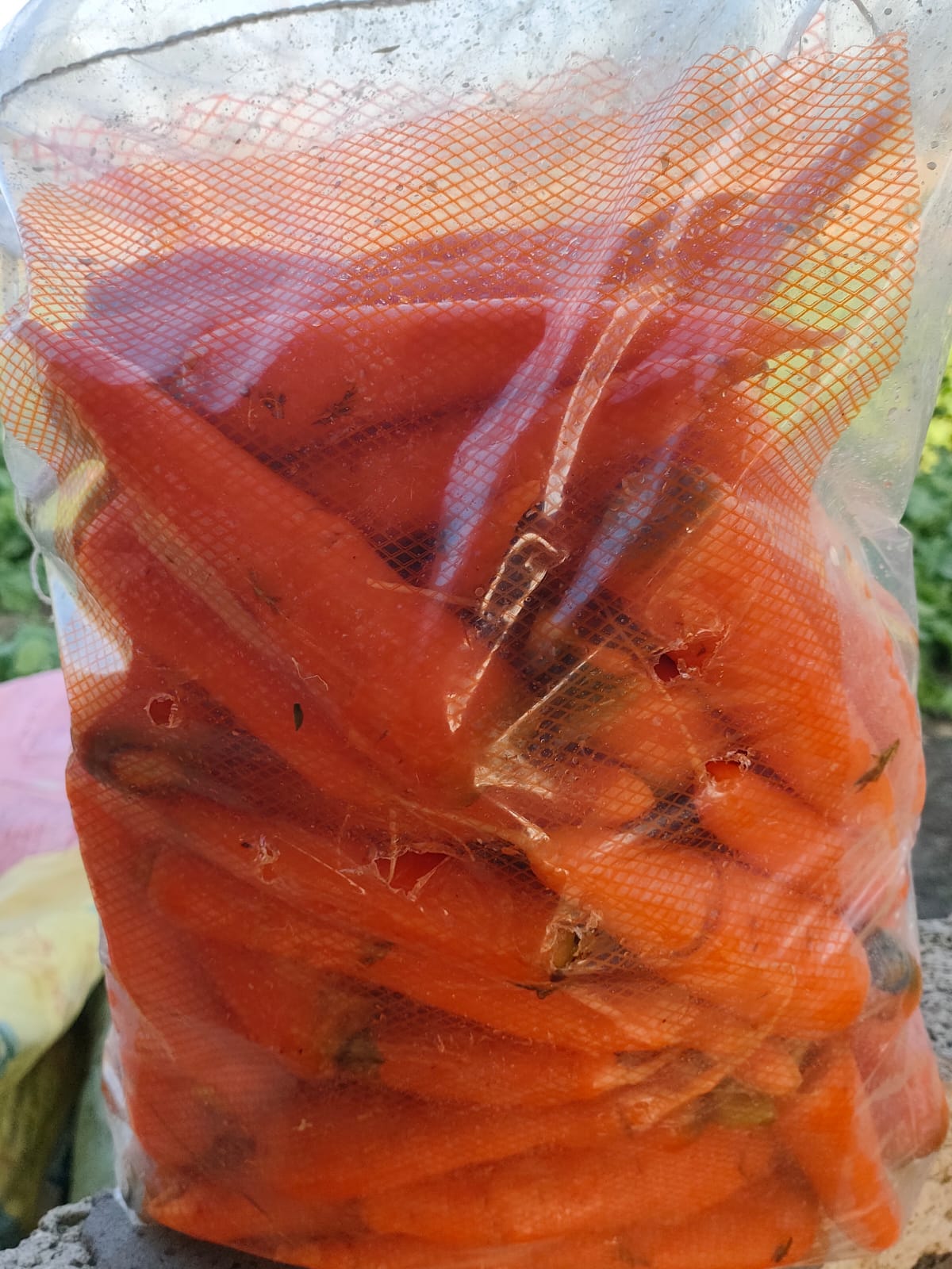 Carrot