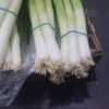 Onion