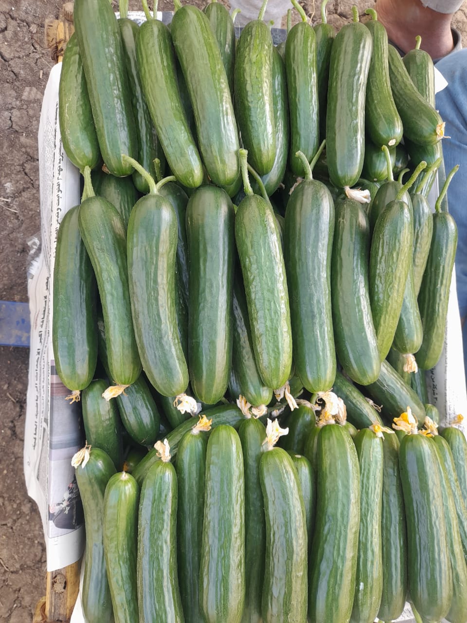Cucumber