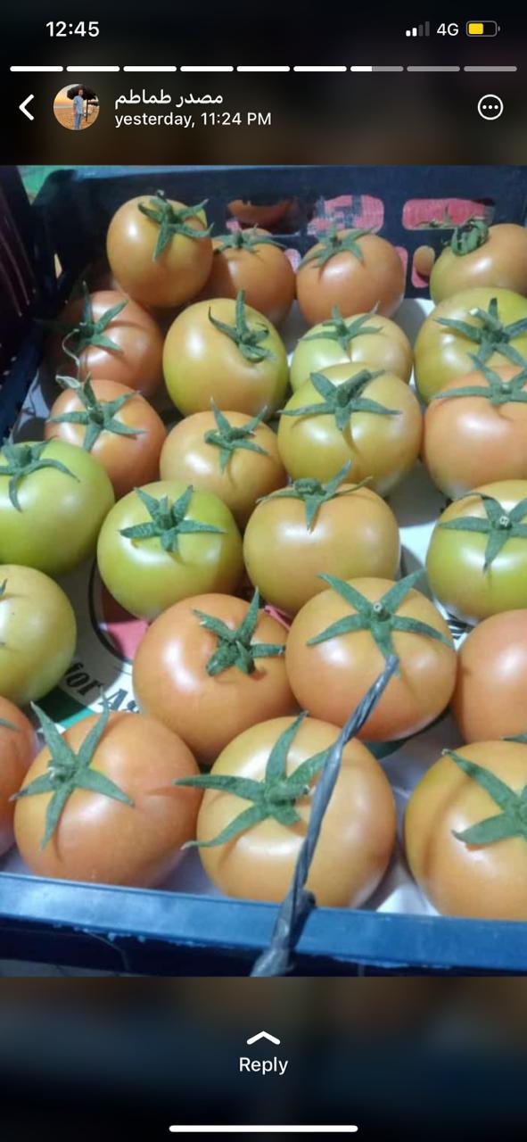 Tomato