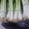 Onion
