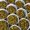 Jalapeno Pepper Hot Green Cut