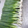 Onion
