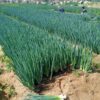 Onion