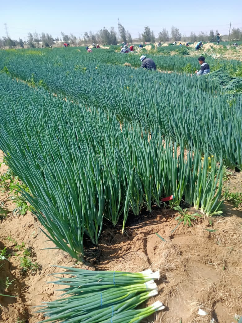 Onion