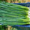 Onion