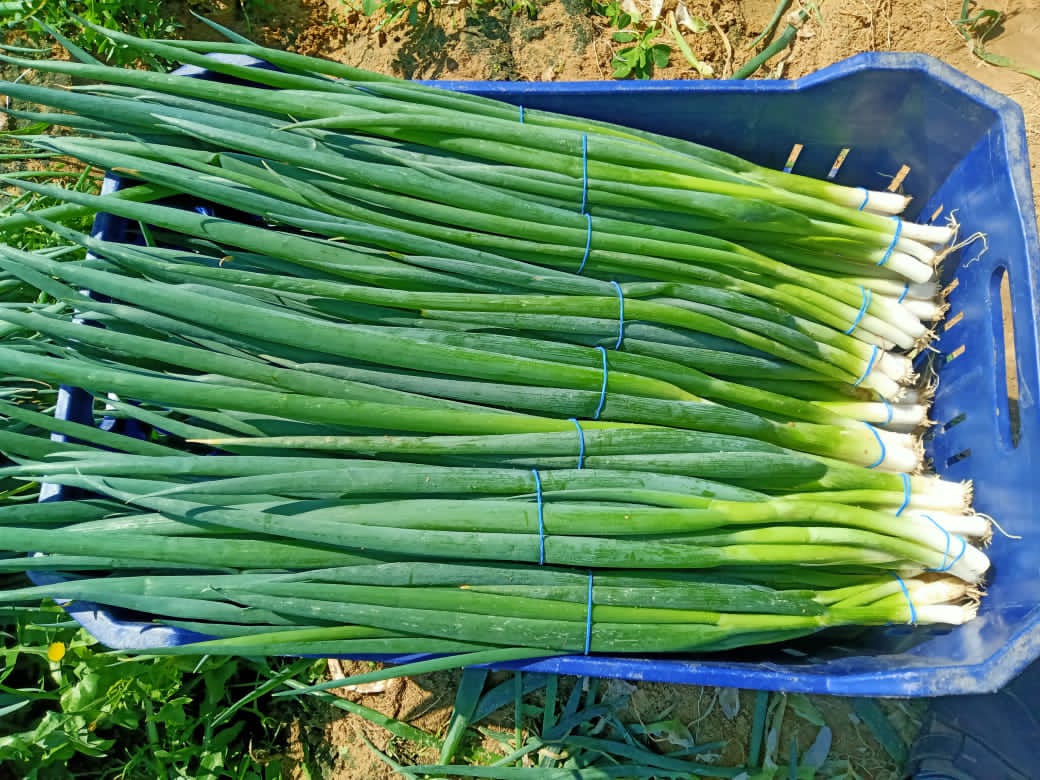 Onion