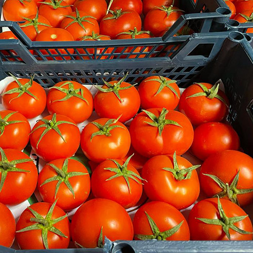 Tomato