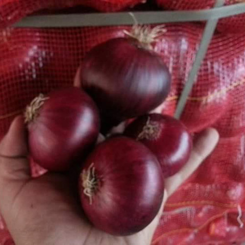 Red onion