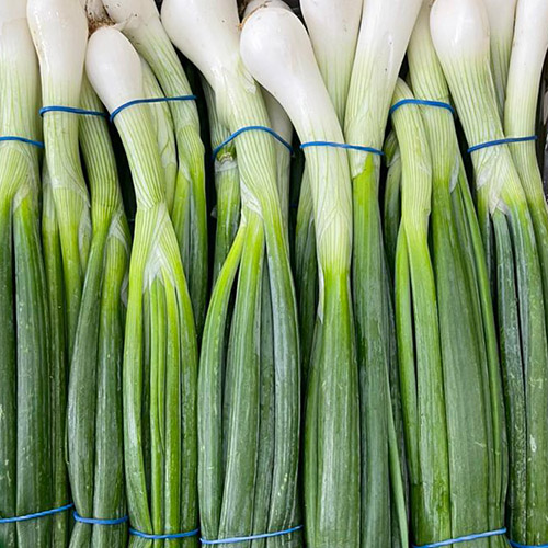 Onion