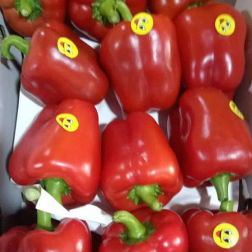 Red pepper