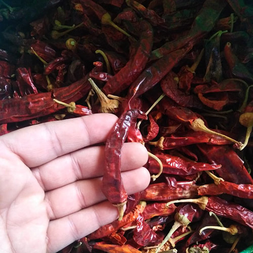 Chilli