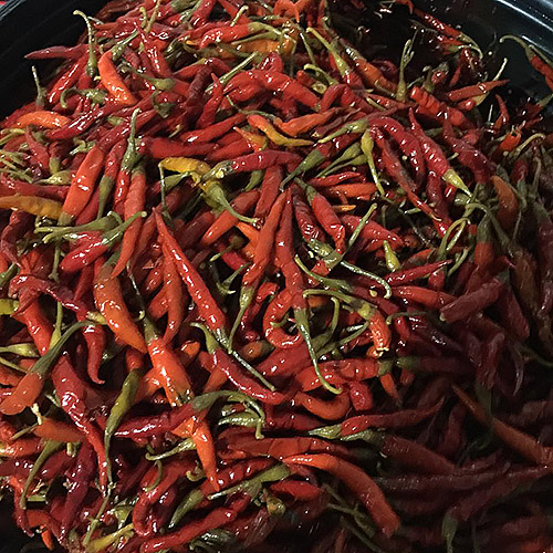 PiriPiri Pepper Hot Red