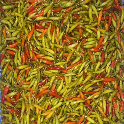PiriPiri Trio Hot Peppers